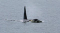 Orcas and Kayaks