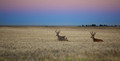 Early morning deer and HawkAug 1st 2015