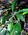 Flores-Tikal day 23-24