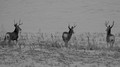 Deer,Hills Partridge Jan 2015